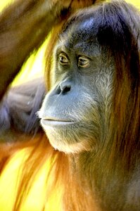 Borneo island borneo ape photo
