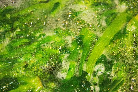 Turnip greens water bubbles photo