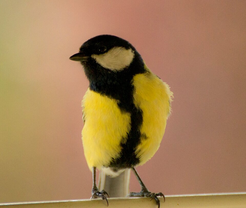 Nature songbird feather