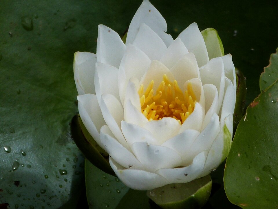 Nature blossom bloom