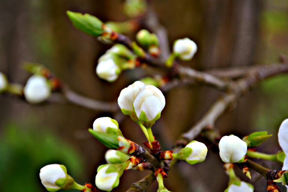 Flower buds spring fruit blossoms