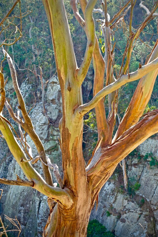 Nature australia bark