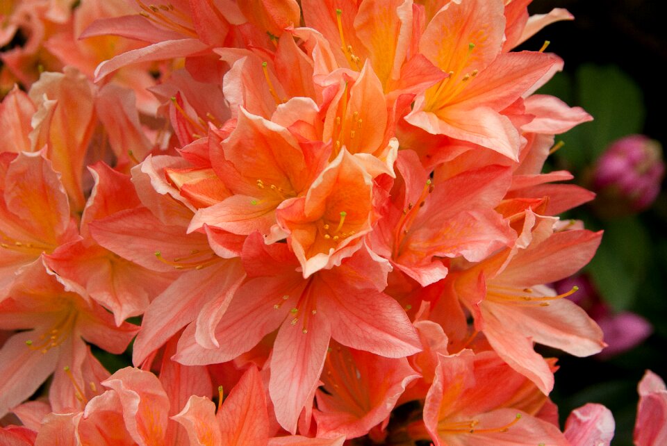 Rhododendron flower garden petals