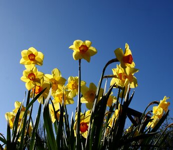 Spring yellow colorful