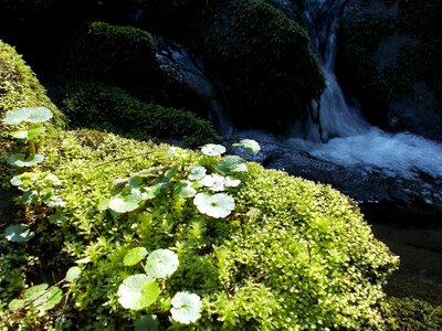 Mood water green