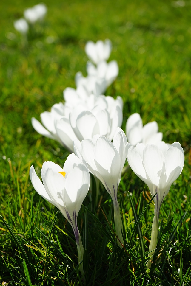 Spring frühlingsblüher white