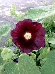 Alcea rosea summer flower photo