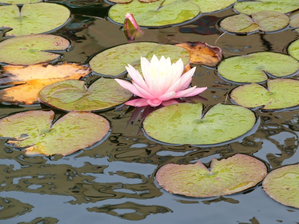 Lake rose nuphar lutea pond plant
