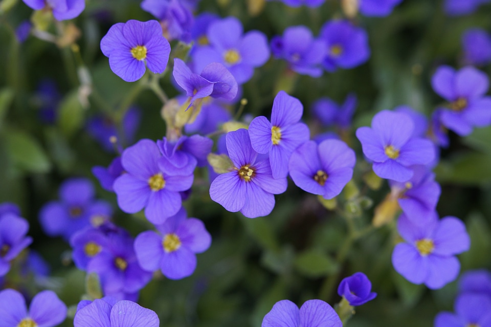 Blütenmeer flowers purple photo