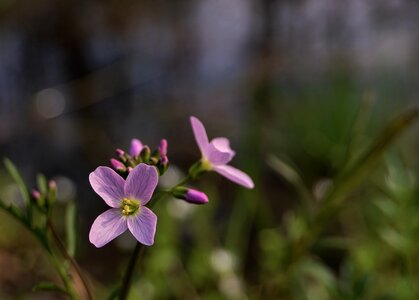 Cardamine pratensis cuckoo flower nature