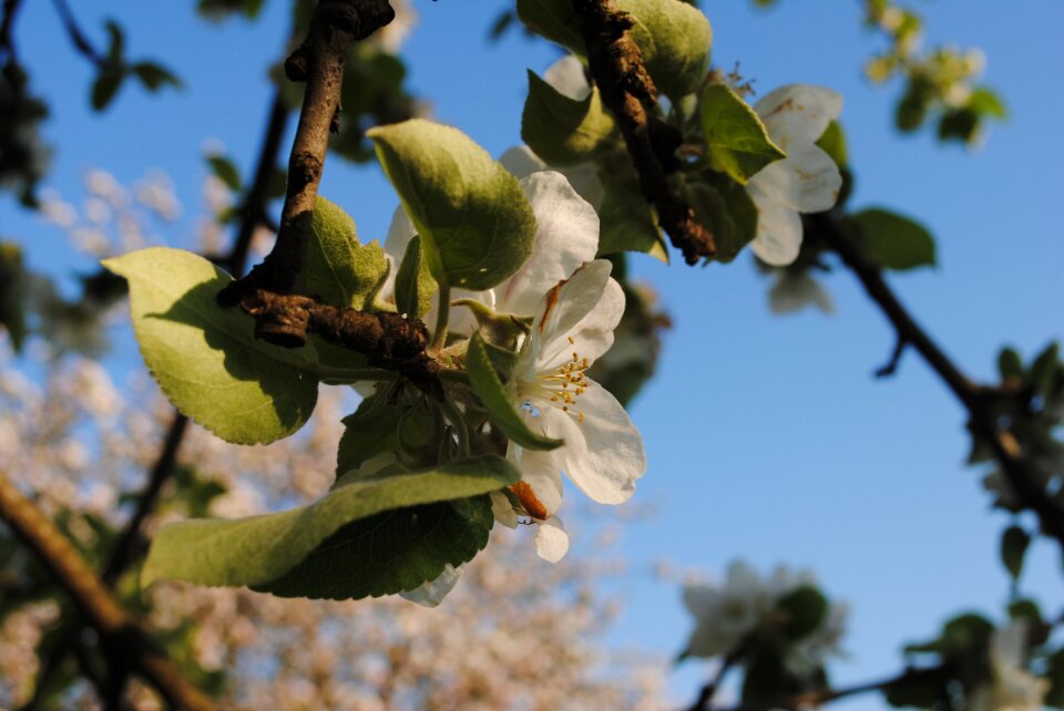 Nature outdoors blossom