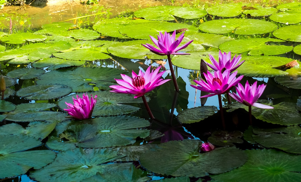 Lotus water lily pink photo