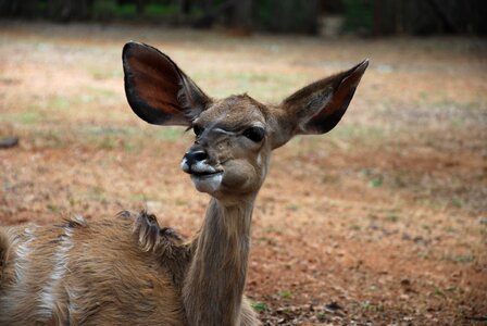 Wildlife south africa chewing