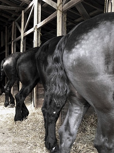 Horse nature horses
