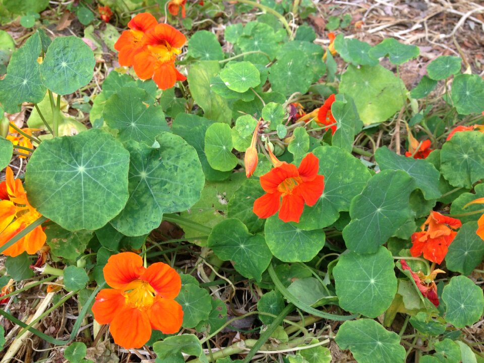 Orange flowers nature