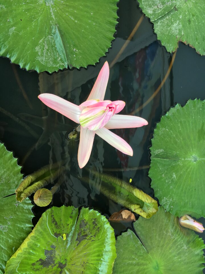 Bloom aquatic plant pink water lily photo