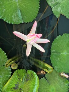 Bloom aquatic plant pink water lily photo
