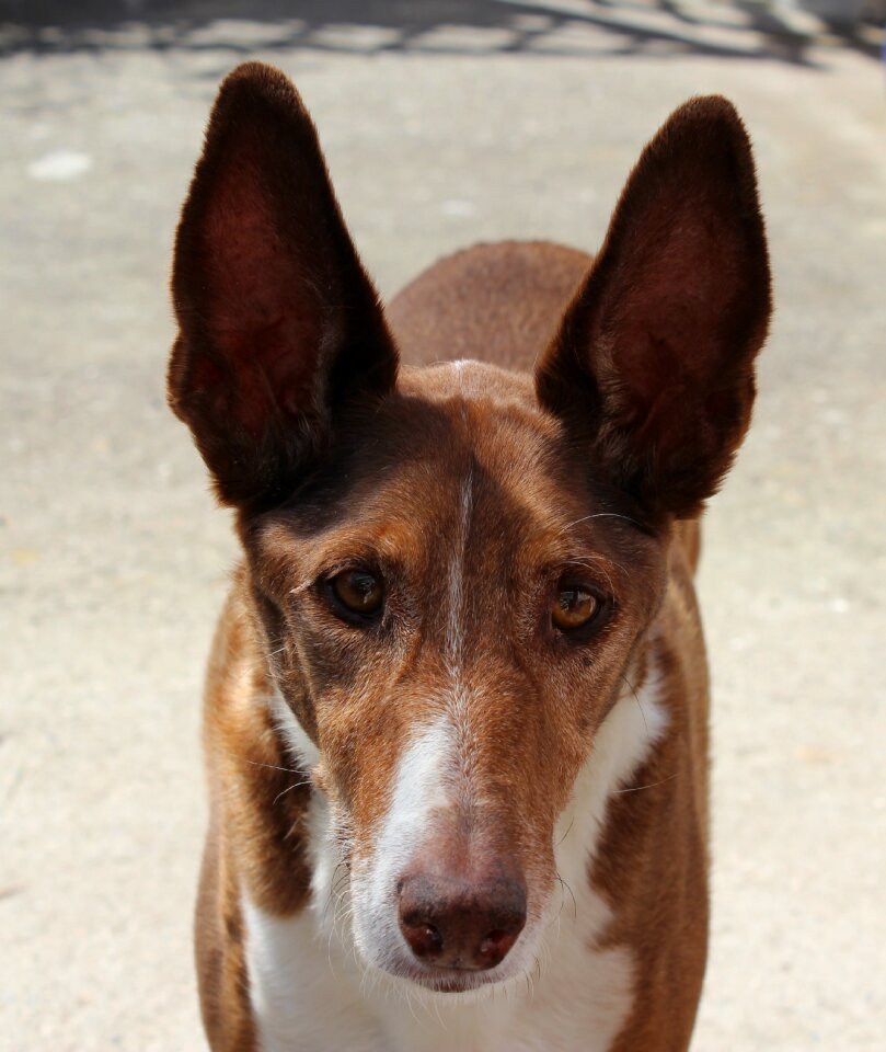 Long eared portrait dog breed