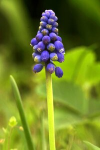 The stem ringtones garden