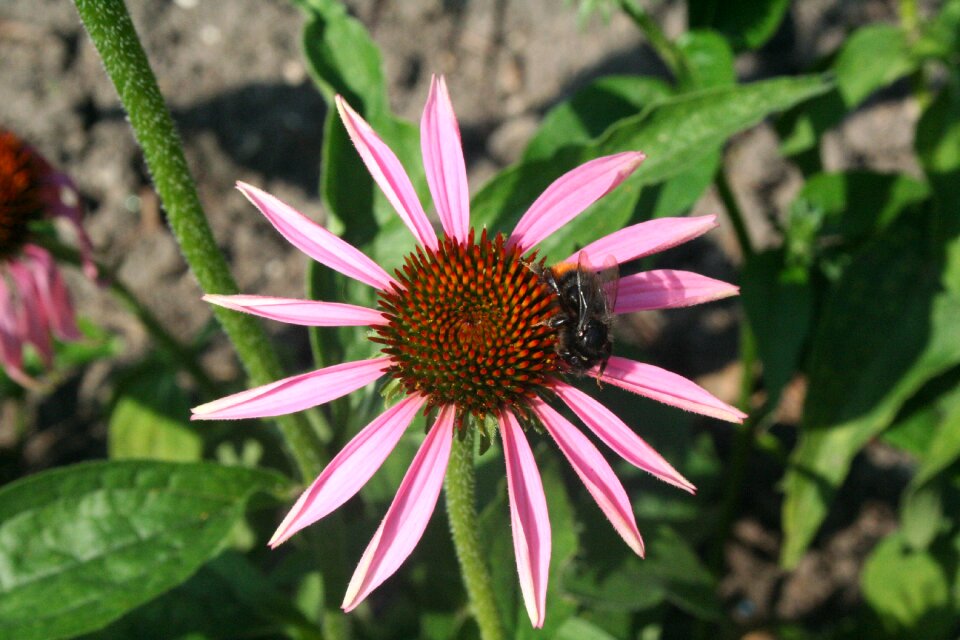 Close up insect pollination
