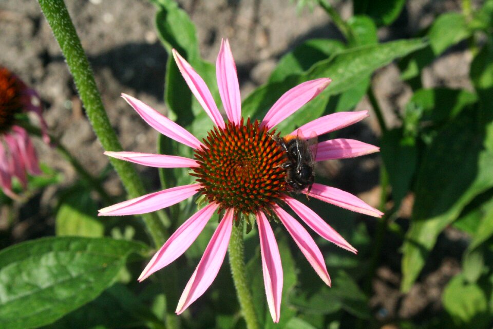 Close up insect pollination photo