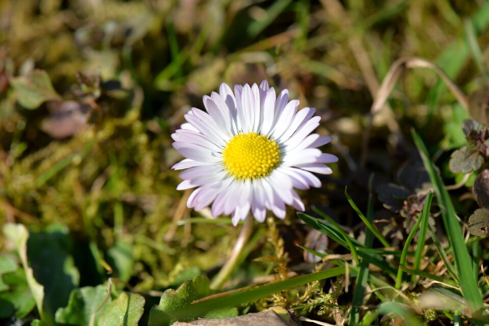 Flowers plant bloom