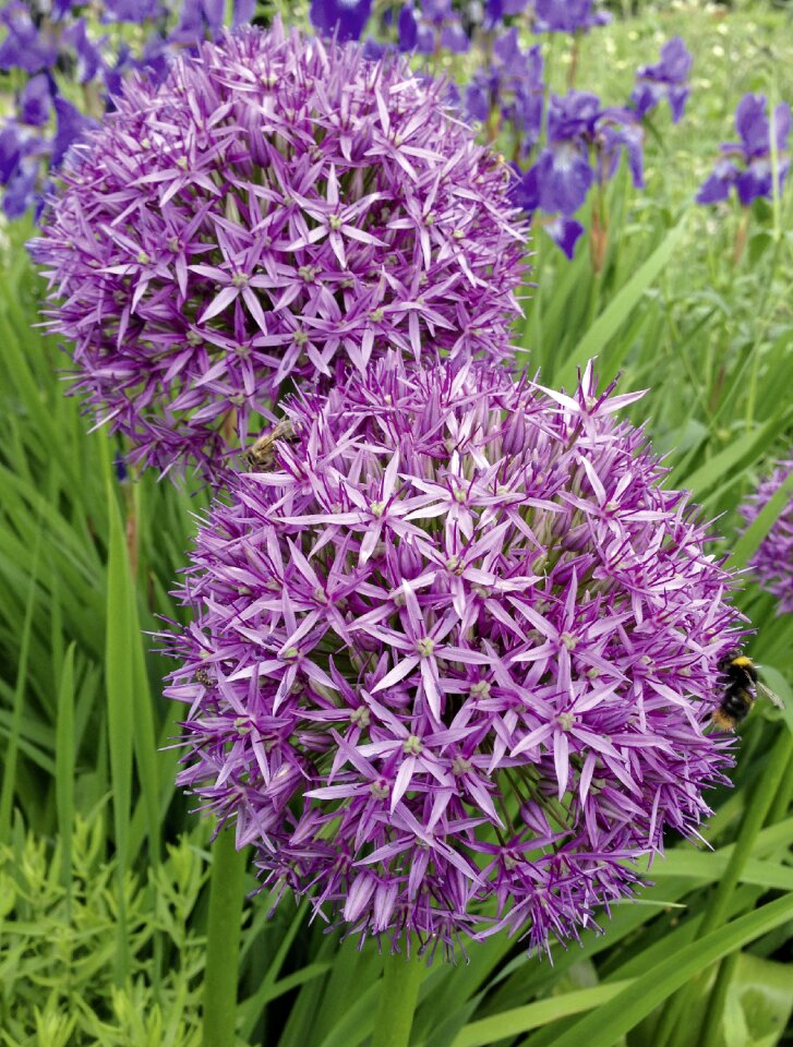 Garden ball-lauch purple garden