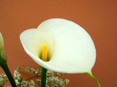 Creeks white flower cut flower