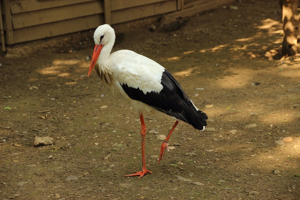 Animal white stork ciconia ciconia