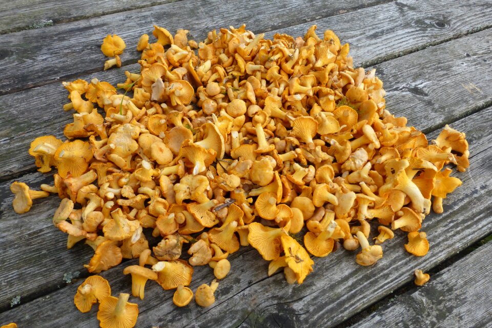 Edible food yellow