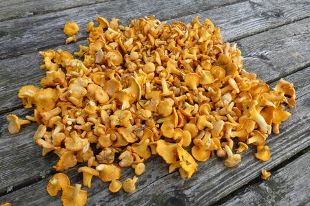 Edible food yellow