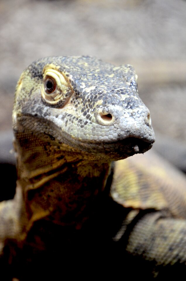 Scavengers monitor giant lizard