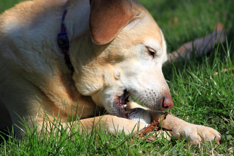 Yellow labrador terrier