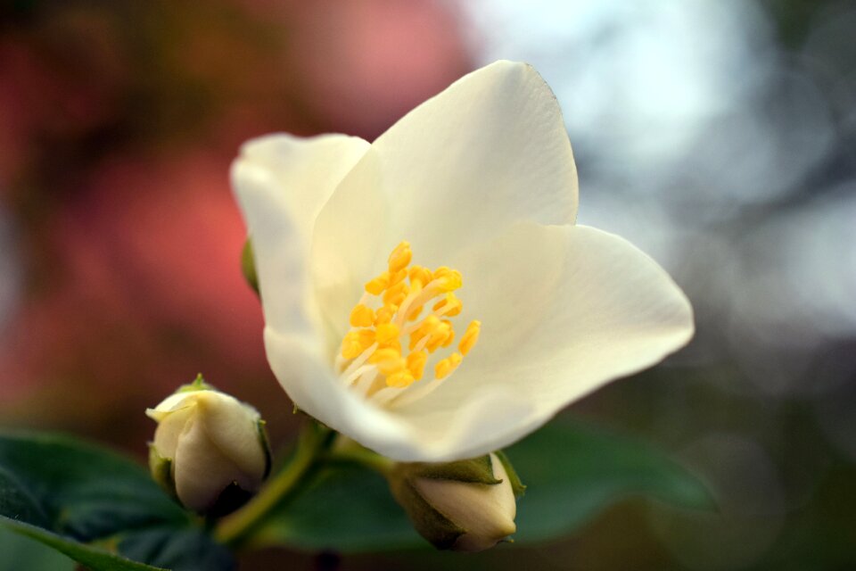 Green plant bloom photo