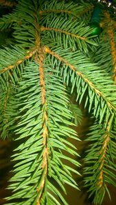 Needles nature needle