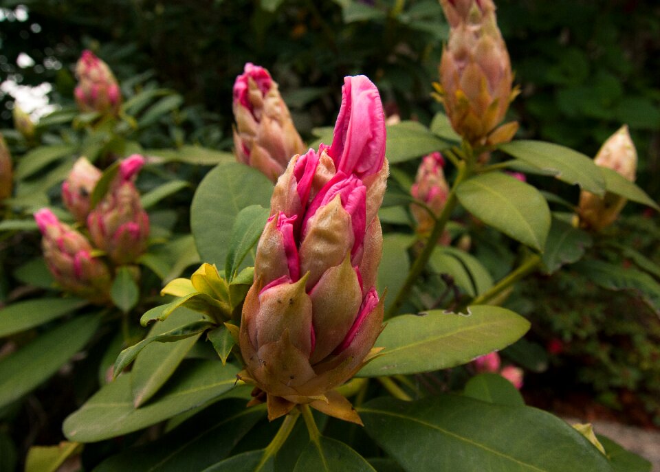Rhododendron flower bud garden