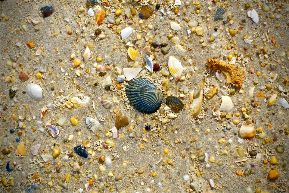 Beach scene sea shells seashells