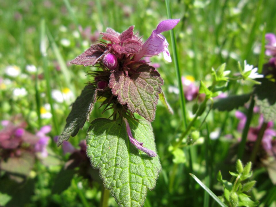 Flowers close up pasture