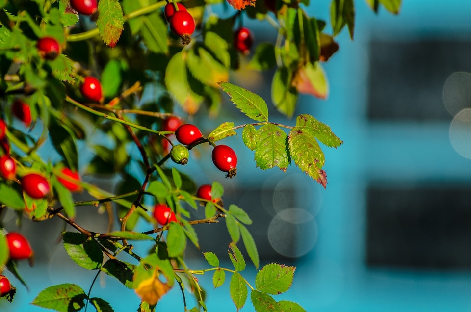 Hedgerow autumn red
