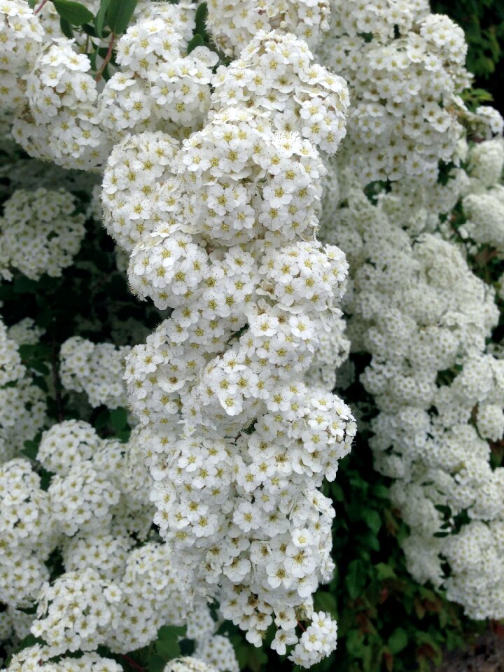 White spierstrauch flowers