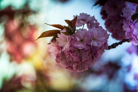 Japanese flowering cherry spring pink photo