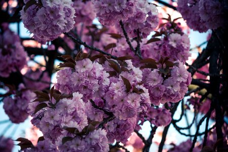 Japanese flowering cherry spring pink photo