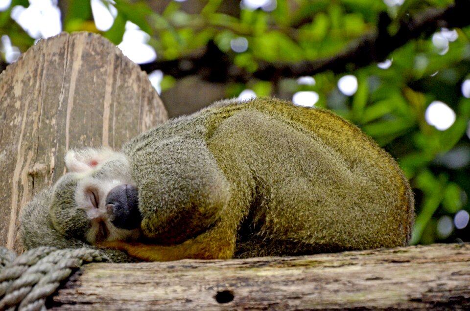 Capuchin monkey äffchen animals