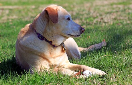 Labrador pet terrier