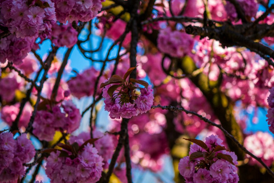 Japanese flowering cherry spring pink