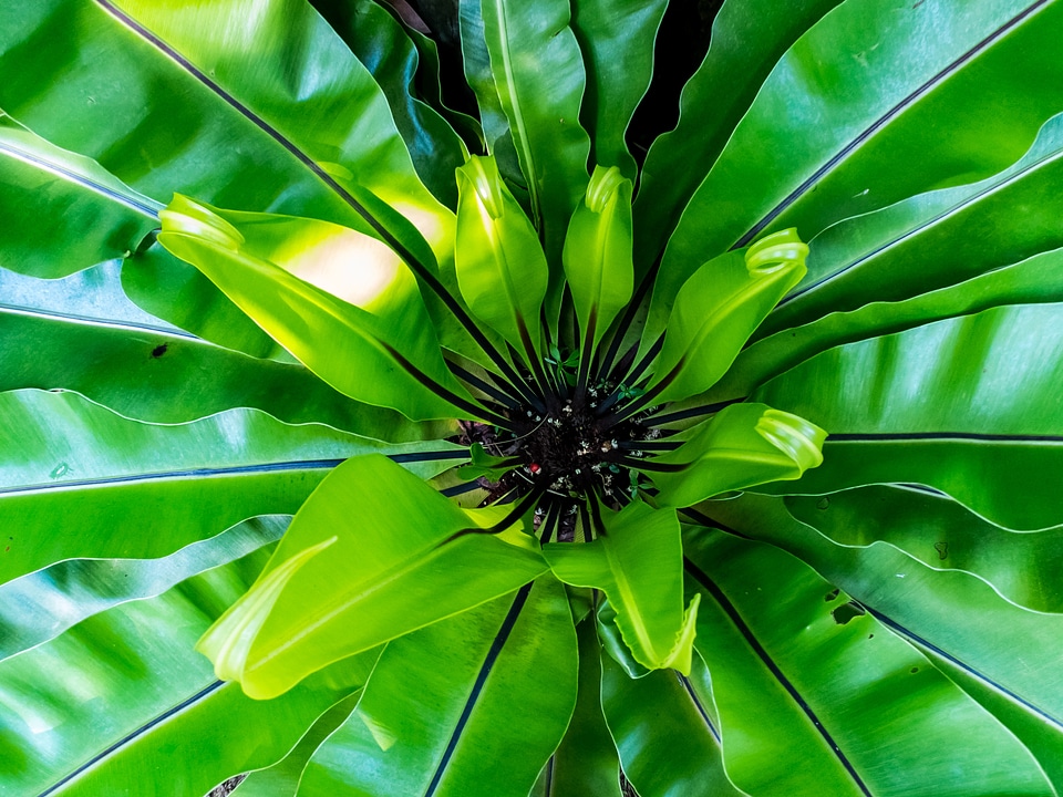 Fern leaf fern green