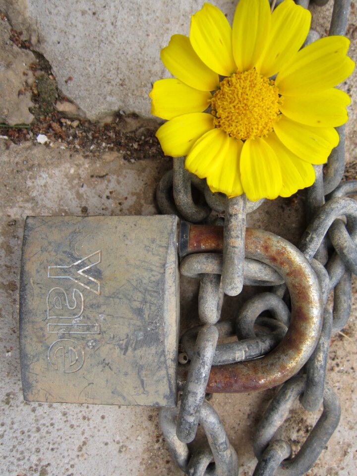 Yellow key padlock photo