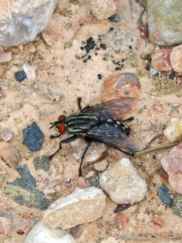 Botfly insect nuisance photo