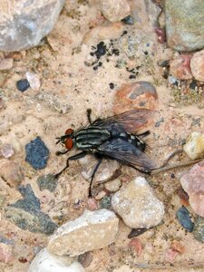 Botfly insect nuisance photo