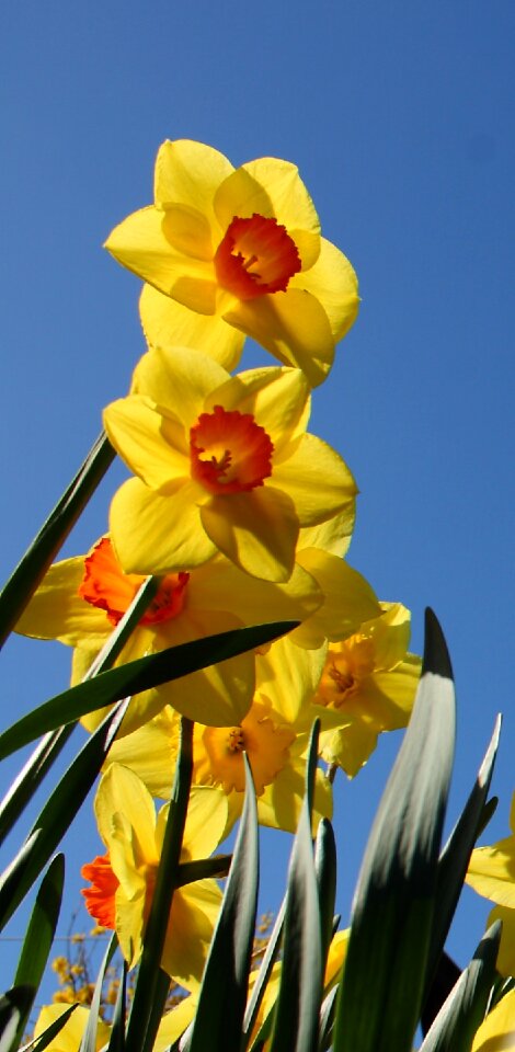 Spring yellow colorful